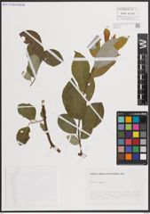 Foto von Salix caprea L.